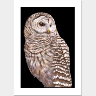 Barred Owl Posters and Art